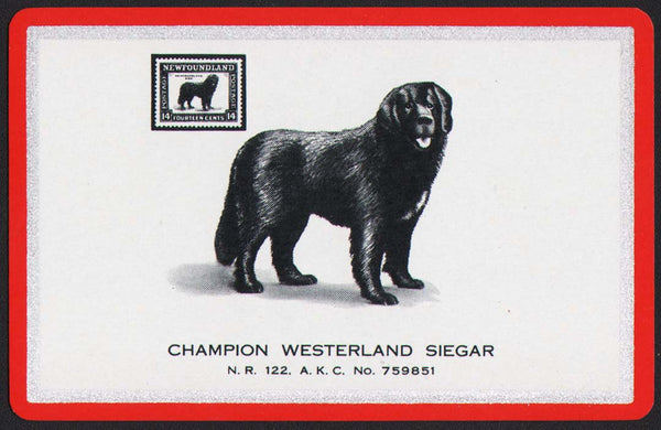 Vintage playing card CHAMPION WESTERLAND SIEGAR dog red border AKC No 759851